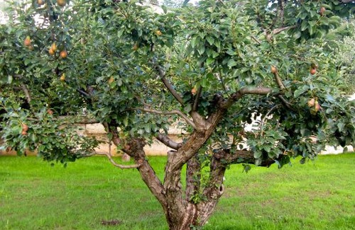 Fondi Bed & Breakfast | STRAPALU'