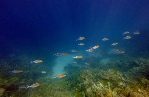 Gaafu Alifu Atoll House | Suncoral Maldives