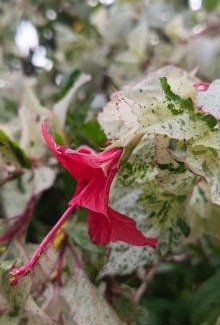 Neil Island Resort | SUNSET GARDEN Beach Resort