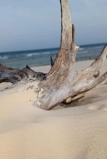 Neil Island Resort | SUNSET GARDEN Beach Resort