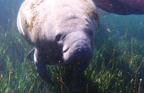 Homosassa House | Sweet retreat in the springs NOT waterfront property
