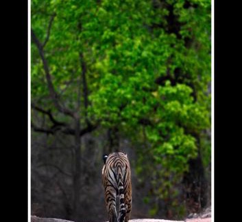 Tala Cabin | Tala Camp