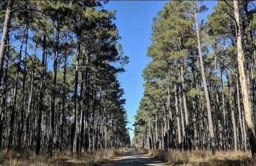 Pennington RV Rental | Tentrr Signature Site - HFR Campsite in the Davey Crockett National Forest #3