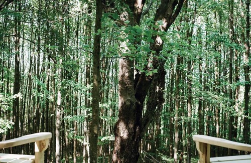 Waymart RV Rental | Tentrr Signature Site - Hollow Tree Camp - Coleman Outfitted Site