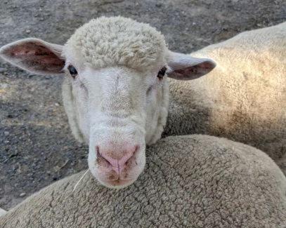Hindmarsh Valley House | The Buddha Shed