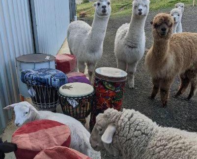 Hindmarsh Valley House | The Buddha Shed