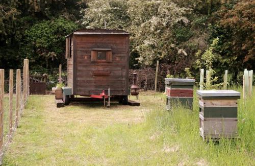 Attleborough Other | The Falgate Shepherd's Hut