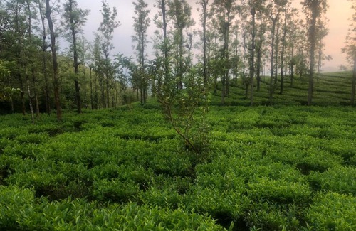 Thavinhal House | The Forest Resort - Muneeswaramudi Eco Hermitage and Farms