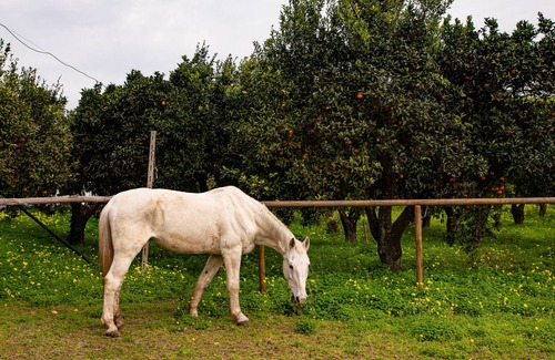 Licola House | The House in the Countryside, between sea, lakes and spa Cin IT063060C2TR8VSL6E