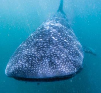 Manteo Boat Rental | The LOVE Boat! -An OBX Floating Getaway-