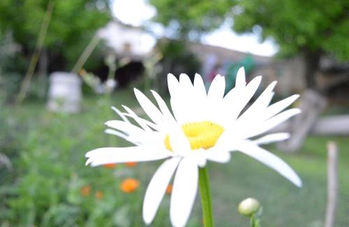 Polski Trambesh House | The Old House Guest House