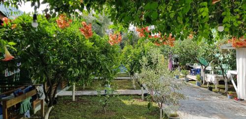 Qazim Pali House | The Olive Grove