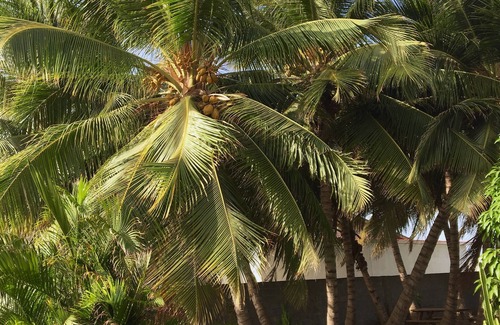 Bubali Cottage | The Palm Casita, one of the two Casitas in a lovely resort, Bubali Garden Homes