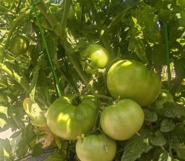 Lemon Cove Bed & Breakfast | The Parks Inn