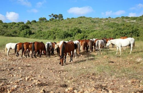Beit Oren Other | The Riders' Experience - Glamping and Attractions Park- Full Board
