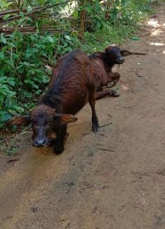 Udawalawa House | The river face safari resort