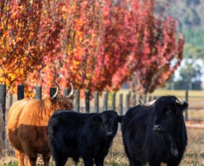 Buffalo River Villa | The Stables Nug Nug Ranch