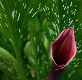 Oxford House | The Velvet Dream