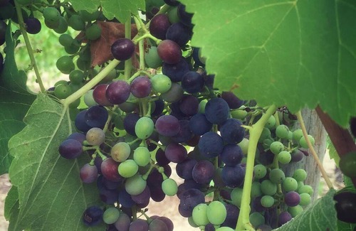 Greenock Villa | The Winemakers