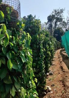 Kulanada House | Thomaskuttys Farmhouse Homestay