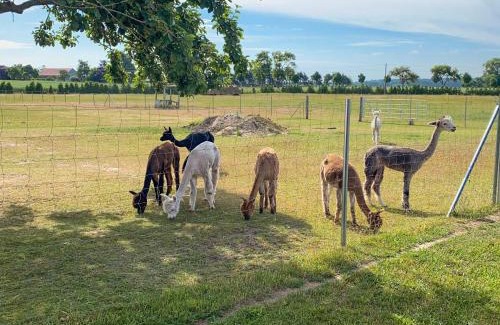 Rubkow House | Tiny House auf der Alpaka Farm