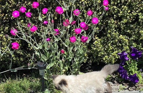 Glenorchy Cabin | Toddy’s Batch