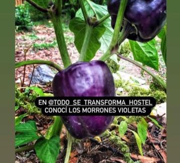 Santa Ana House | Todo se transforma