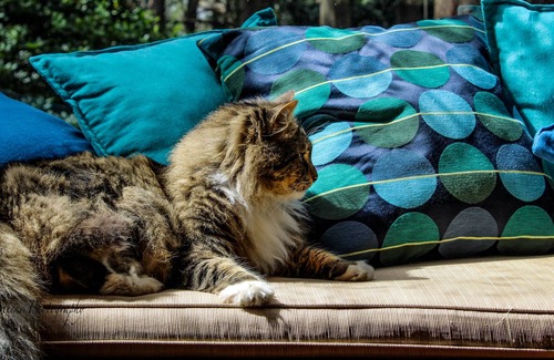 Mount Tomah Bed & Breakfast | Tomah Retreat, CHILL with Bath, Sauna and Fireplace near Botanic Gardens, Next to the Botanical Gar