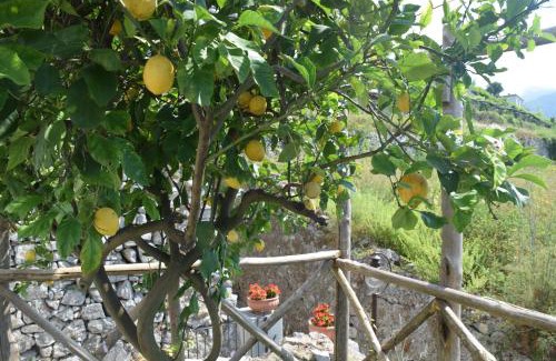 Minori Bed & Breakfast | Torre Elisea
