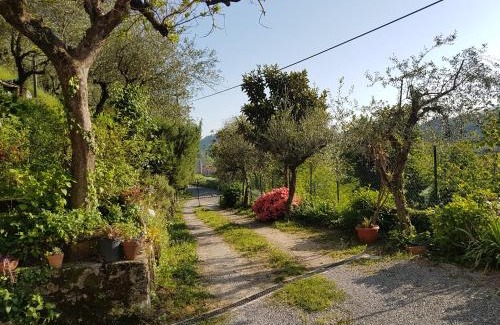 Lucca Apartment | Tra gli olivi