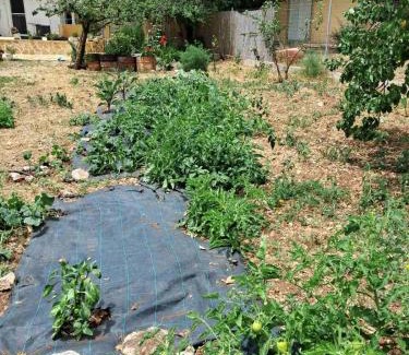 Pigadhakia House | Traditional house with fresh vegetables garden