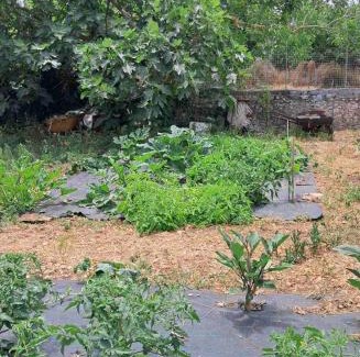 Pigadhakia House | Traditional house with fresh vegetables garden