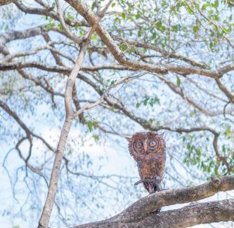 Dambulla Resort | Tranquil Trails Sigiriya