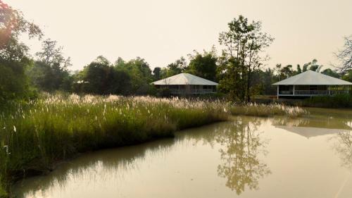 Damoy Other | Tree of Life Ramvilas, Bandhavgarh