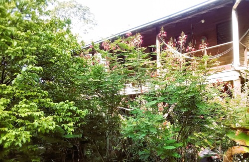 San Ignacio House | Tree Top Home In A Jungle Like Oasis in San Ignacio, Start Your Adventure Here