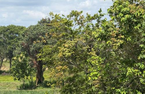 Dambulla House | Tree Trails Sigiriya