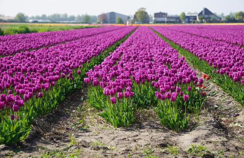 De Engel Bed & Breakfast | Tulip Lodges