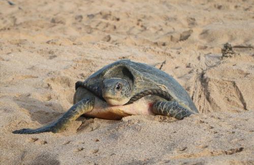 Al Hadd House | Turtle Guest House