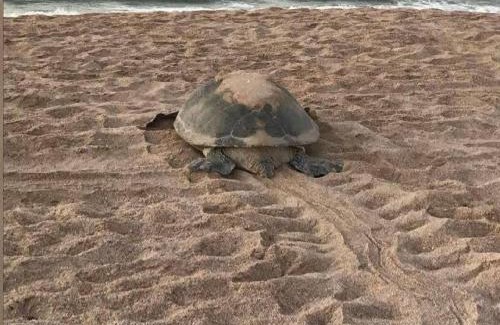 Al Hadd House | Turtle Guest House