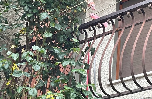 Montebruno Apartment | Uncle Horace's House AAUT Cozy apartment in the Ligurian countryside.