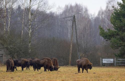 Bialowieza House | Uroczysko Teremiski
