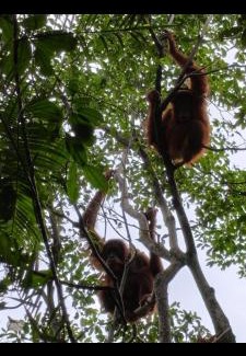 Bukit Lawang House | Ustin Nagoya Bukit Lawang Orangutan Trekking & transport only book with us