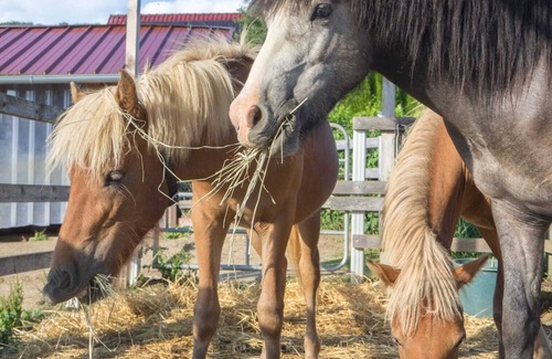 Glott Apartment | Vacations in a trailer - with a view of the horse pasture and undeveloped expanses