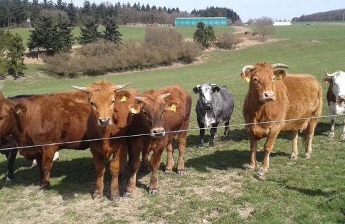 Lahr House | Very well-kept apartment in a good location in the Hunsrück.