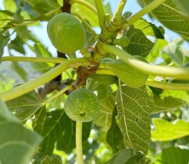 Katomerion Villa | Villa Μyrtali