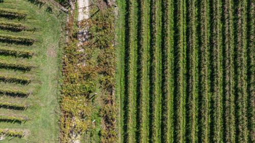 Cossourado Villa | Villa 290