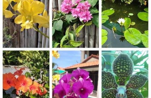 Ko Lanta House | Villa Brassia Cambria
