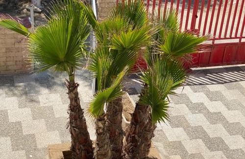 Primitivo di Manduria Wine Area Apartment | Villa Rosy direttamente sul mare
