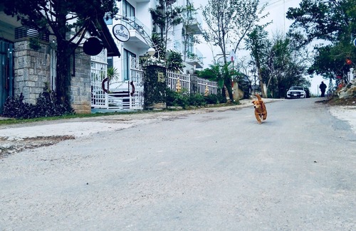 Da Lat Villa | Villa Shalom Dalat - Entire place