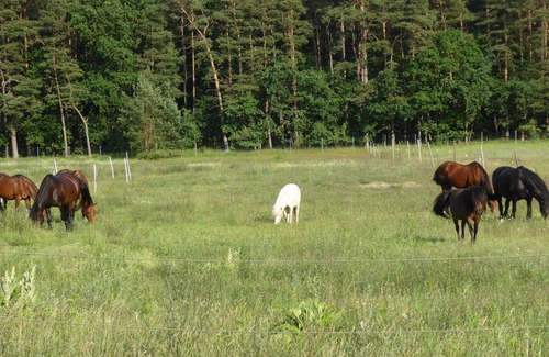 Eggesin Apartment | Vrbo Property